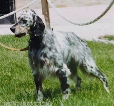 Setter Anglais EGON BUZAHAZI Setter Anglais EGON BUZAHAZI